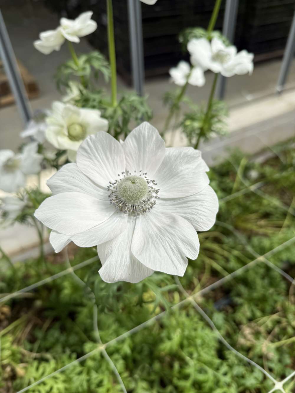 Anemone 'Mistral® Pale'